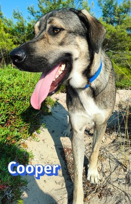 Cooper, griechischer Schäferhund - Rüde