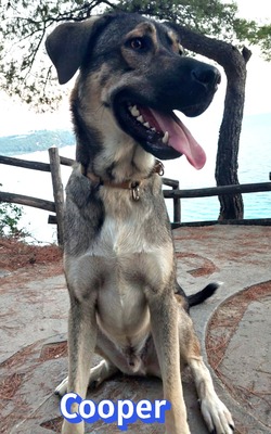 Cooper, griechischer Schäferhund - Rüde