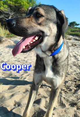 Cooper, griechischer Schäferhund - Rüde
