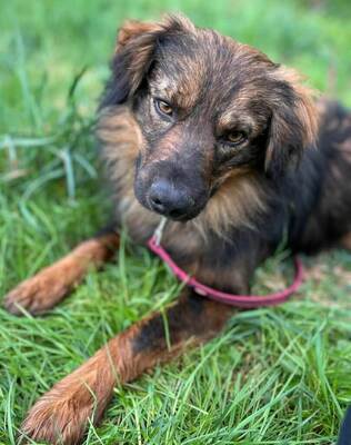 Cooper hübscher Mischlings Rüde sucht seine Familie, Mischling - Rüde