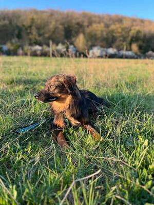 Cooper hübscher Mischlings Rüde sucht seine Familie, Mischling - Rüde
