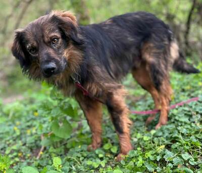 Cooper hübscher Mischlings Rüde sucht seine Familie, Mischling - Rüde