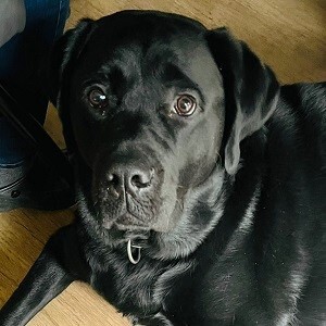 Cooper sucht ein neues Zuhause, Labrador - Rüde 1