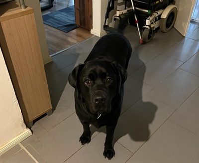 Cooper sucht ein neues Zuhause, Labrador - Rüde