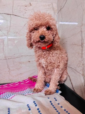 😍 Copacabana (W), ca. 3 Jahre, ca. 32cm, Slowakei, Pudel-Mix - Hündin