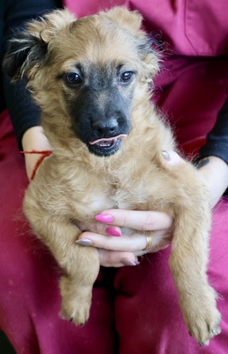 Coquito, Mix Welpen - Rüde