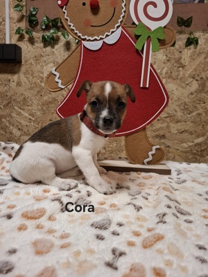 Cora, Jack Russel Terrier Welpen - Hündin