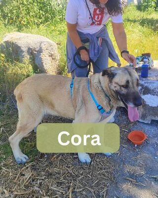 Cora