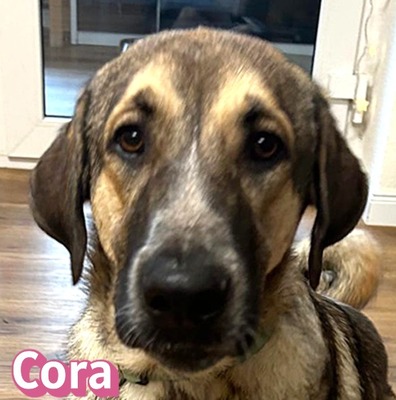 Cora