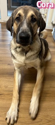 Cora, griechischer Schäferhund - Hündin