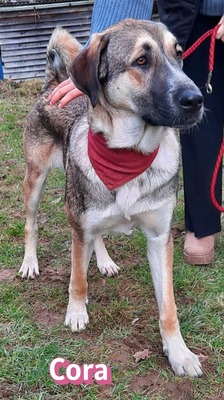Cora, griechischer Schäferhund - Hündin