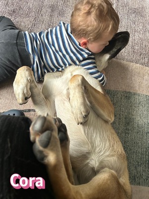 Cora, griechischer Schäferhund - Hündin