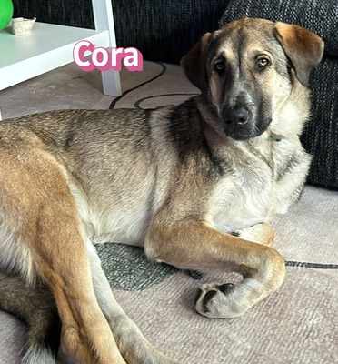 Cora, griechischer Schäferhund - Hündin