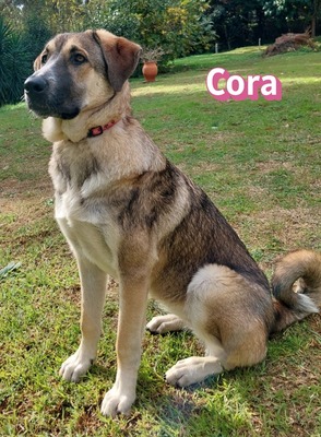 Cora, griechischer Schäferhund - Hündin