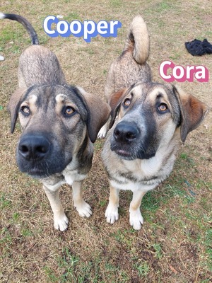 Cora, griechischer Schäferhund - Hündin