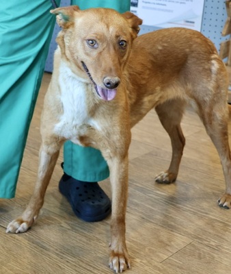 Coral, Mix - Hündin