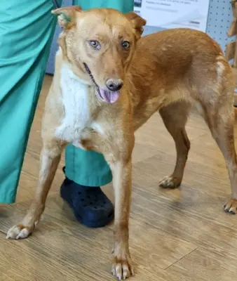 Coral, Podenco Andaluz - Mix - Hündin