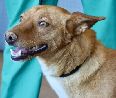Coral, Podenco Andaluz - Mix - Hündin