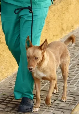Coral, Podenco Andaluz - Mix - Hündin