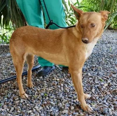 Coral, Podenco Andaluz - Mix - Hündin