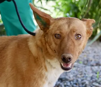 Coral, Podenco Andaluz - Mix - Hündin