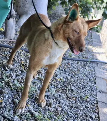 Coral, Podenco Andaluz - Mix - Hündin