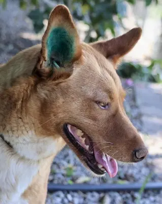 Coral, Podenco Andaluz - Mix - Hündin