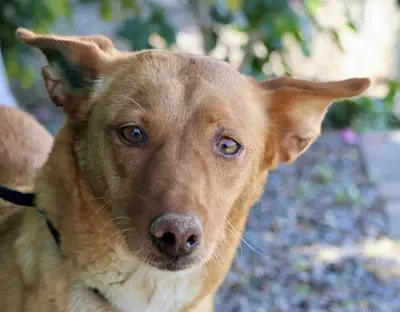 Coral, Podenco Andaluz - Mix - Hündin