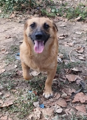 Corghi, Mix - Hündin