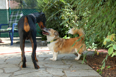 Corgie, Corgi - Rüde