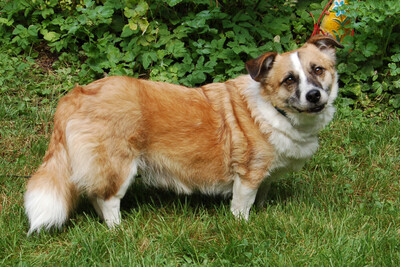 Corgie, Corgi - Rüde