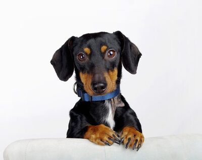 Cornelius, Dackelmischling - Rüde