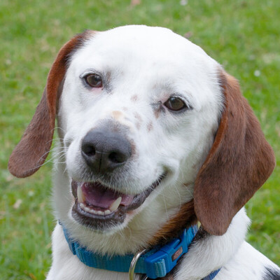 Corny mit Video, Mischling - Rüde