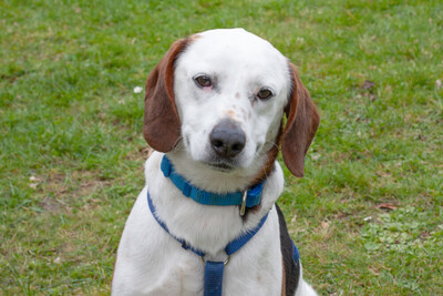 Corny mit Video, Mischling - Rüde