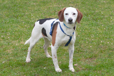 Corny mit Video, Mischling - Rüde