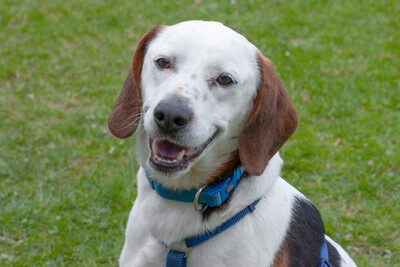 Corny mit Video, Mischling - Rüde