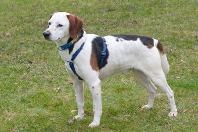 Corny mit Video, Mischling - Rüde