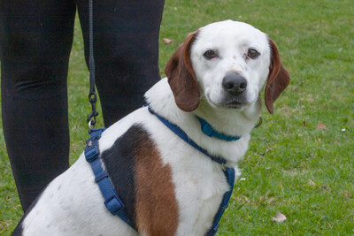 Corny mit Video, Mischling - Rüde