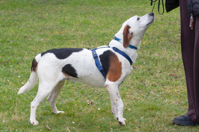 Corny mit Video, Mischling - Rüde