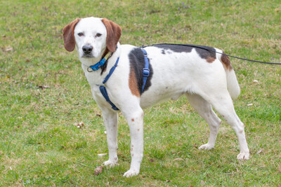 Corny mit Video, Mischling - Rüde