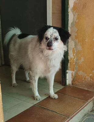 Cosco, Mischling - Rüde