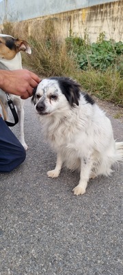 Cosco, Mischling - Rüde