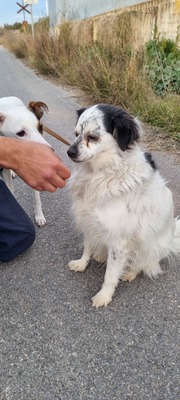 Cosco, Mischling - Rüde