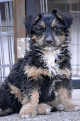 Costa - sucht sein für-immer-Zuhause, Mischling Welpen - Rüde