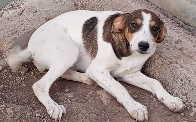 Creamy, Mischling Welpen - Hündin