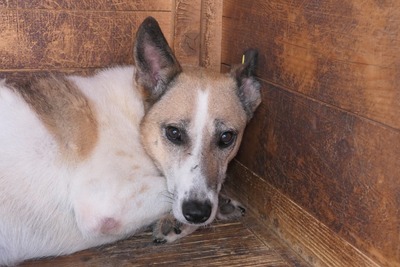 Crina, Mischling - Hündin