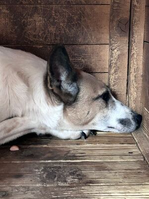 Crina, Mischling - Hündin