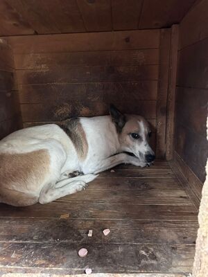 Crina, Mischling - Hündin