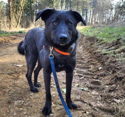 Crina junge Labrador Mix Hündin möchte in ihr Zuhause, Labrador - Hündin