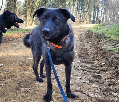 Crina junge Labrador Mix Hündin möchte in ihr Zuhause, Labrador - Hündin